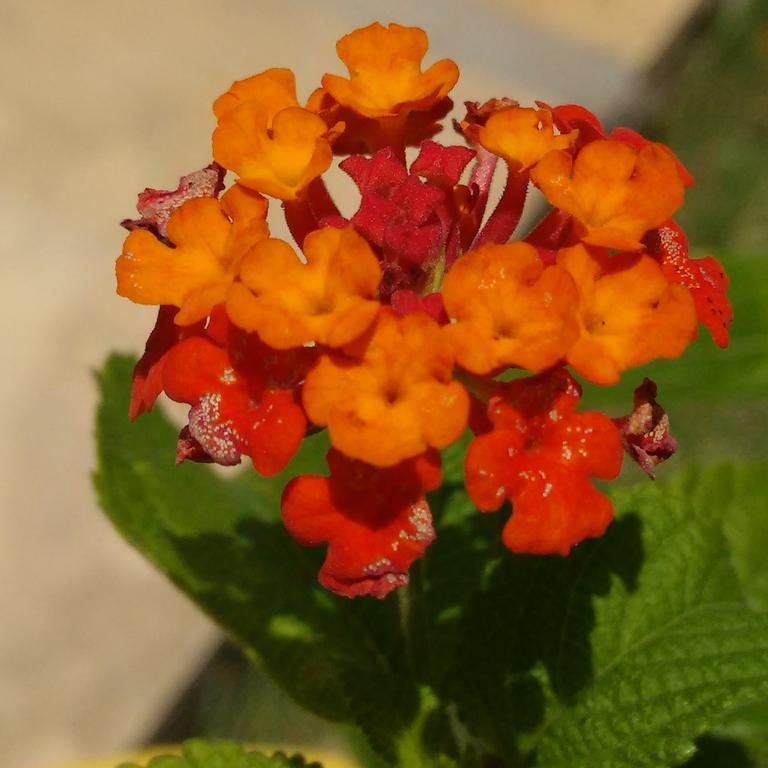 Chales Do Otto E Karine Canoa Quebrada Ngoại thất bức ảnh